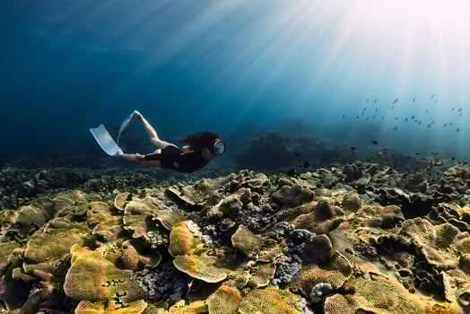 Freediver woman swims over coral reef with sun rays in tropical sea photo