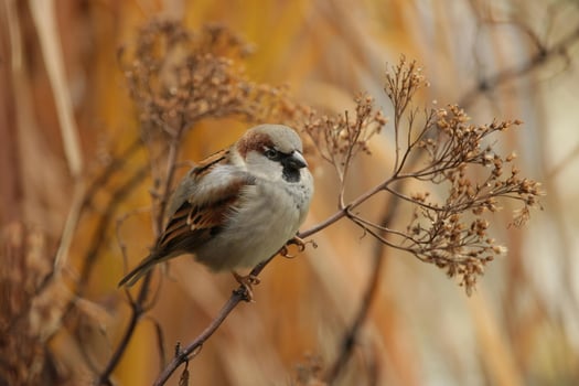Whispers of Tranquility The Sparrow Resting on a Branch photo