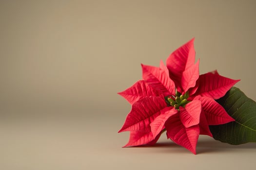 Vibrant red poinsettia flower lying on a neutral background photo