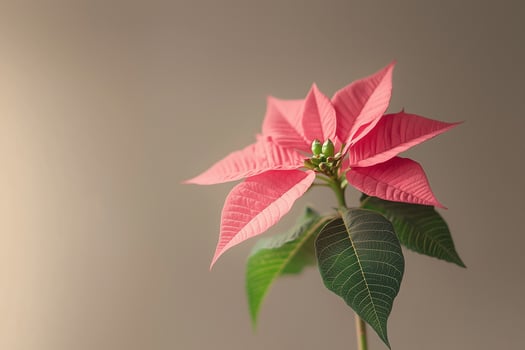 Pink poinsettia plant blooming for christmas holidays photo