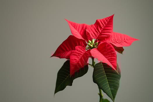Red poinsettia plant blooming for christmas holidays photo