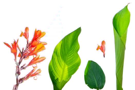 Tropical canna flower isolated on white background. exotic tropical flower canna closeup. natural background. photo