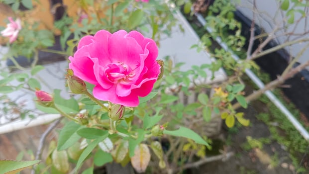 A single pink rose in full bloom with green foliage and buds. photo