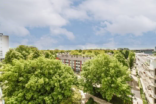 A large tree in the foreground photo