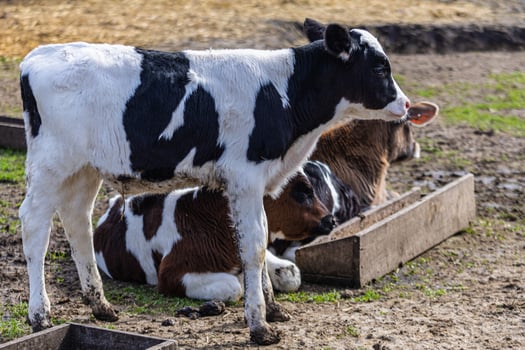 Cows resting peacefully in a farmyard on a sunny afternoon photo