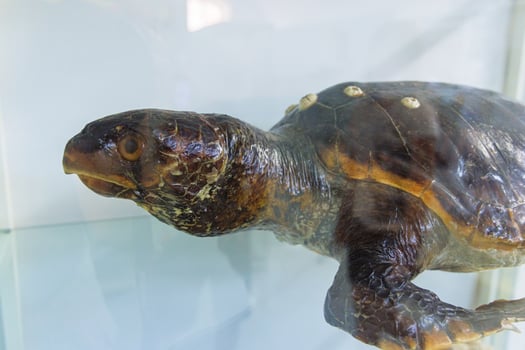 Preserved turtle specimen on display in a glass case at a natural history museum during the daytime photo