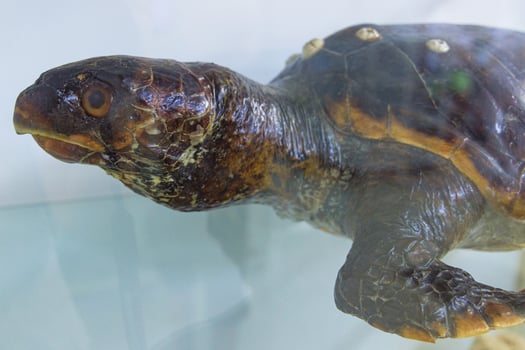 Unique historical specimen of a turtle on display in a glass case at a natural history museum photo