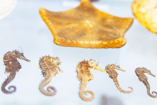 Seahorse specimens displayed in a museum exhibit highlight diverse marine life and their unique adaptations photo