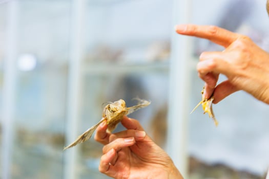 Demonstration of a bird specimen being held for educational purposes at a natural history museum on a sunny afternoon photo