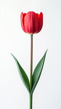 Tulip isolated on white background photo