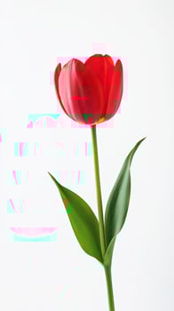 Tulip isolated on white background photo