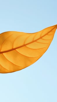 Single Golden Leaf Against Blue Sky photo