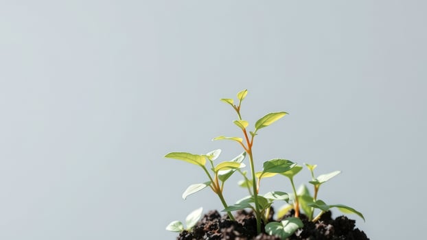 New Life Sprouting In The Sunlight photo