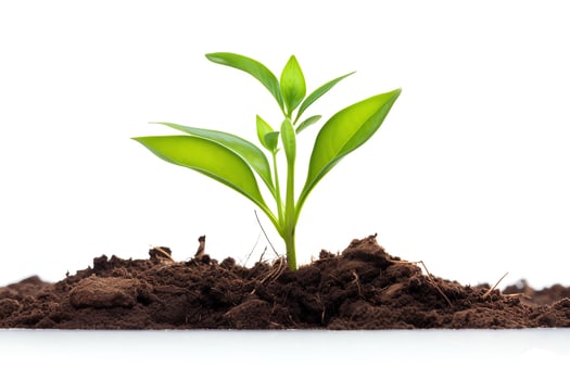 A green shoot rises from the dark soil towards the light. photo