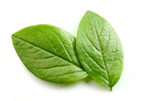 fresh green leaves photo