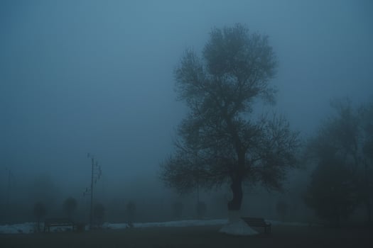 misty mystical landscape with lonely tree in park in fog mist in winter evening photo