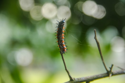 Caterpillar or larva of the butterfly Doleschallia bisaltide photo