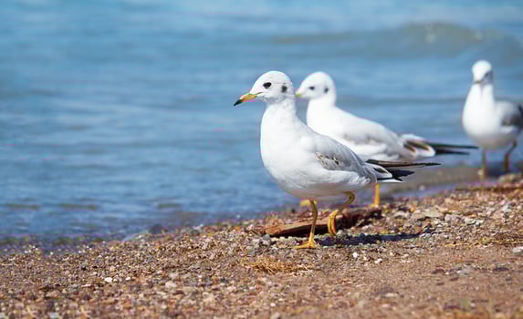 White seagulls walking on beach by sea or lake. Scene as white sea birds gracefully strolls along sandy shore background. Nature photo