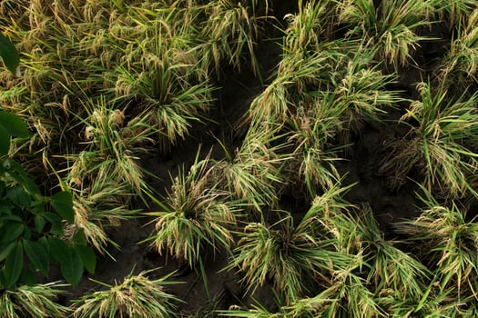 Oryza sativa or rice plant, rice fields that have turned yellow and are ready to be harvested photo