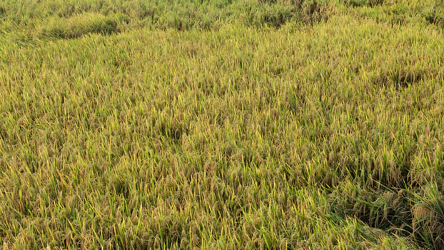 Oryza sativa or rice plant, rice fields that have turned yellow and are ready to be harvested photo