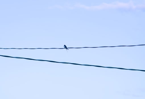 A bird sitting on the electricity cabel photo