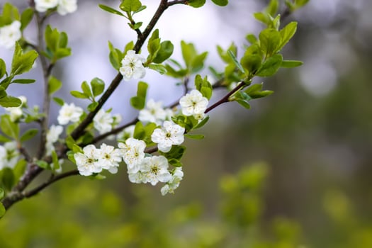 Plum tree blossoms in spring park. Beautiful nature background. Springtime in countryside. photo