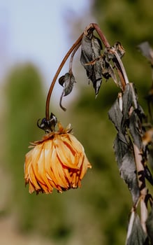 Frozen faded flower close up. photo