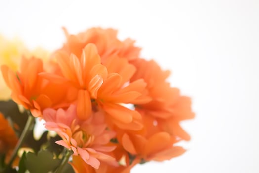 Chrysanthemum flowers. Floral decoration. Beautiful garden plants. photo