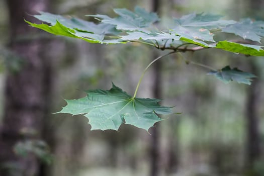 Green leaves of forest tree photo