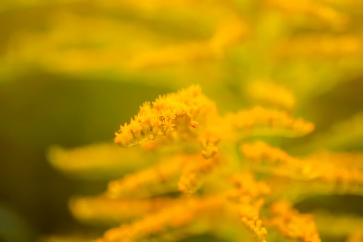Yellow flowers of goldenrod or Solidago canadensis, Canada goldenrod or Canadian goldenrod plant. photo