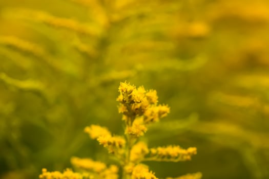 Yellow flowers of goldenrod or Solidago canadensis, Canada goldenrod or Canadian goldenrod plant. photo