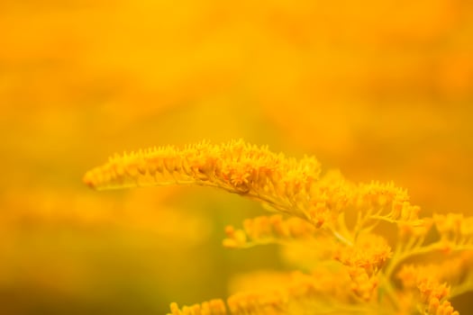 Yellow flowers of goldenrod or Solidago canadensis, Canada goldenrod or Canadian goldenrod plant. photo