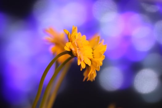 Gerbera daisy single yellow flower on bokeh lights background photo