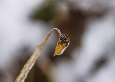 Melting snow and ice on grass in wild forest. Season change in nature. photo