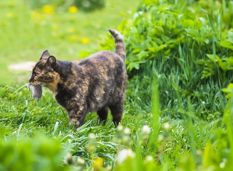 The cat caught a mouse. Animal holds the mouse in teeth outdoors on green grass background. photo