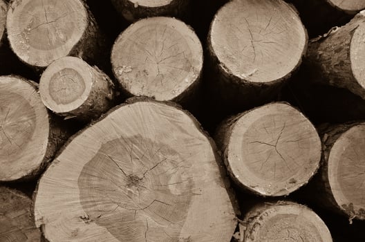 A wood material logging. Round timber stock. Lumber-camp of pine. Mass deforestation. Freshly cut tree logs piled up. Harvesting of wood. photo