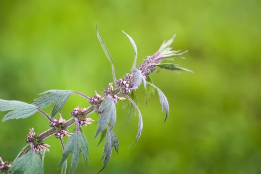 The Motherwort medical plant growing outdoors. Leonurus cardiac herb photo