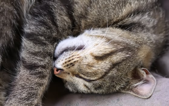 Lazy adult cat sleeping in soft blanket photo