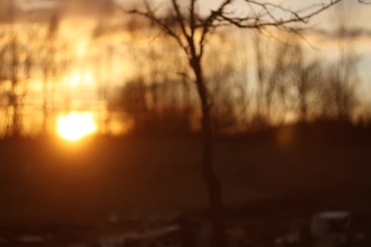Trees on sunset background photo