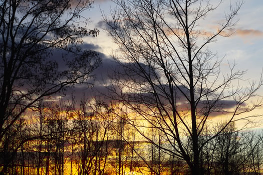 Trees on sunset background photo
