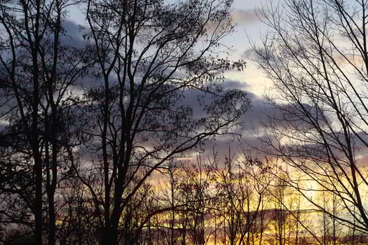 Trees on sunset background photo
