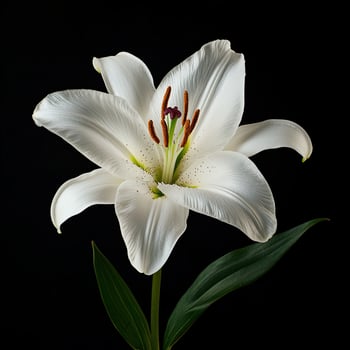 Lily isolated on black background photo