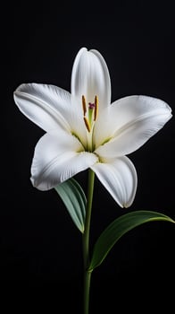 Lily isolated on black background photo
