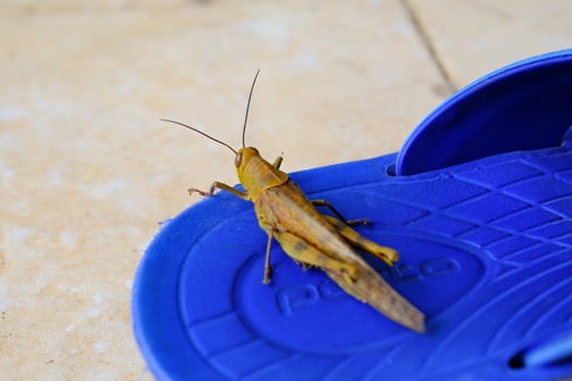 Macro shot of Grasshopper perched on blue sandal. Close-up of animals around the house. Animal Behaviour. Fauna and animals. Social issues. Pest insects. Animal Photography Concept photo