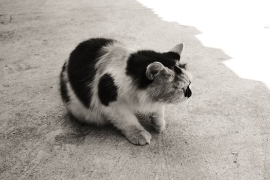 Black and white photo of Tabby Cat with three color patterns looking away. Animal Behaviour. Furry Cat. Domestic Cat. Cute and adorable pets. Animal body parts. Lovely cat with funny behavior.
