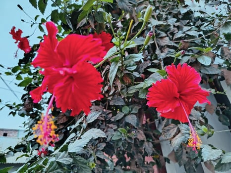 Red hibiscus beautiful flowers photo