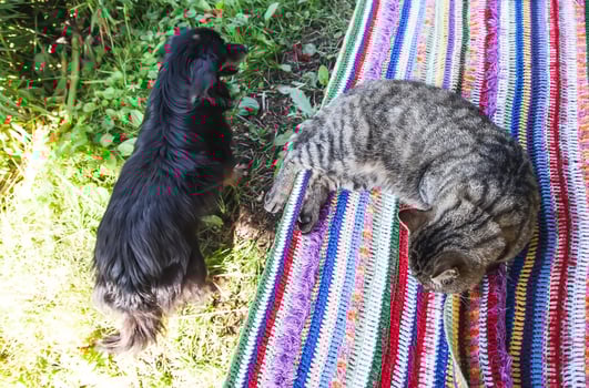 Friendly pets outdoors. Lazy cat and dog outdoors photo