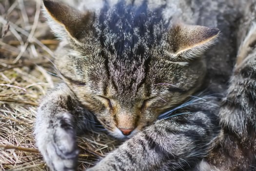 Lazy domestic cat sleeping outdoors. photo