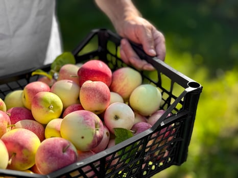 Freshly harvested apples in handheld crate amidst greenery photo
