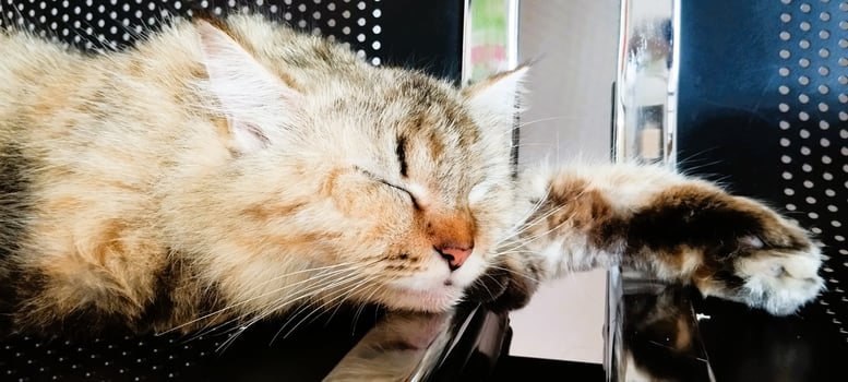 A cat is sleeping on a metal shelf photo